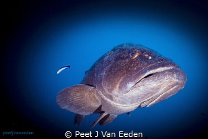 The Cleaning Station by Peet J Van Eeden 